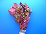 3 Bund Rosablättriges Papageienblatt/Alternanthera reineckii PINK - roseafolia, sehr dekorativ, farblich unschlagbare Aquariumpflanze