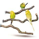 3 gebogene Naturholz Sitzstangen von der Korkenzieherhasel Wellensittich & Co.| Naturholzstangen für den Vogel als wichtiges Vogelzubehör