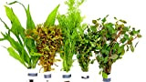 5 Bund mehr als 30 Stängel Aquarienpflanzen Wasserpflanzen, Bundpflanzen