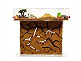 ANTHILLSHOP - Ameisenfarm T- Großer Natürlicher Sand (Acryl) 25x20x1,5cm - 【Ameisen kostenlos enthalten】- Professioneller Ameisenhaufen