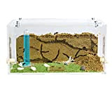 AntHouse - Natürliche Ameisenfarm aus Sand | Acryl Starter Set 20x10x10 cm | Inklusive Ameisen