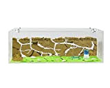 AntHouse - Natürliche Ameisenfarm aus Sand | Big Acryl Starter Set 30x15x10 cm | Inklusive Ameisenkolonie