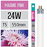 Arcadia Marine Pink 24 Watt Lampe T5 TL5 Aquarium Meerwasser Leuchtstofflampe