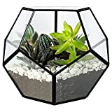 BELLE VOUS 18cm Schwarzes Geometrisches Terrarium für Pflanzen – Terrarium aus Glas für den Innenbereich – Luftpflanzen, Blumen, Moos, Kakteen ...