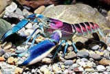 Blau-Rosa Krebs - Cherax Pulcher - Wunderschöner Aquarienkrebs für Aquarium