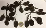catappa-leaves Riesen Erlenzapfen (~2x3cm - 25 Stück), Schwarzerle, Alnus glutinosa, Black Alder Cones