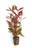 Dekoimtrend Breitblättriges, rotes Papageienblatt/Alternanthera reineckii Topf Ø 5cm Wasserpflanze