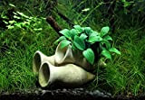 Dekoimtrend Garnelen Amphore mit Anubias Bonsai Wasserpflanze Aquarium Aquariumpflanze
