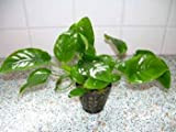 Dennerle-Plants Anubia Nana