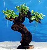 Dennerle-Plants Urwaldbaum Mbuna GROß mit Anubia Nana