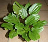 Echinodorus Mutterpflanze XL 25-35 cm, Große Wasserpflanzen für das Aquarium, Aquariumpflanzen