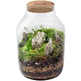 Ecosomnia Terrarium Glas mit Deckel für Zimmerpflanzen – Großes Glas-Terrarium oder Vivarium Ökosystem Dekor – Höhe: 37 cm; Durchmesser: Oben ...