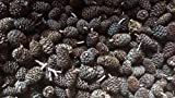 Erlenzapfen ~500Stk.(=200g), Schwarzerle, Alnus glutinosa, black alder cones von catappa-leaves