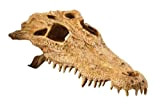 Exo Terra Krokodilschädel, sicheres Versteck für Reptilien und Amphibien