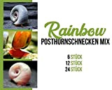 Garnelen Posthornschnecken Mix - Rainbow - Aquarium Schnecken - Algenvernichter Aquarium Algenbekämpfung, Menge:6 STK.