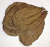garnelenshop24de ca.50 XL Seemandelbaumblätter (>=100 Gramm) Prime CATAPPA-Leaves 100% Wirkstoffe Dank natürlicher Verarbeitung Gesundes Wasser im Aquarium
