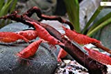 Garnelio Red Fire/Cherry Garnele I ideal für Einsteiger I vermehrungsfreudig I anpassungsfähig I ideal für Gesellschaftsaquarien - 10 Stück
