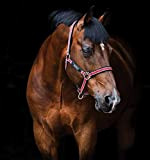 Horseware Amigo Headcollar - Red, White, Green & Black - Halfter, Größe:Warmblut (L)