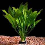 Lebende Aquarium-Pflanze „Echinodorus bleheri"