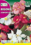 ROCALBA Samen Begonia semperflore 10UD