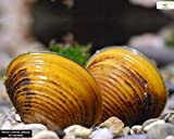 Schnecken Goldene Körbchenmuschel, 10 Stück - Aquarienmuschel/Muschel sorgt für Glasklares Aquariumwasser!
