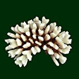 Steinkoralle, 21x15x8 cm, SPS, Meerwasseraquarium Korallen, Acropora Nachbildung, Kunstkoralle, Aquarium Deko