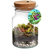 Swampworld Swamp Corky Glas - Flaschengarten mit Lampe - Fleischfressende Pflanze Terrarium - Ökosystem im Glas Set mit Venusvliegenvalle + ...