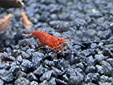 Topbilliger Tiere Red Fire Garnele - Neocardina davidi 100x