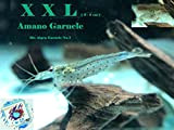 Topbilliger Tiere XXL Amano Garnele Caridina multidentata 3-5 cm 20x