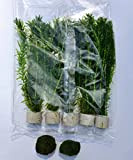 Wasserpest (Egeria densa 058 BDT) 5x Bund Wasserpflanzen und Teichpflanzen + 2 Mooskugeln ca. 2,5 cm Aquariumpflanzen schneller Versand