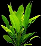 WFW wasserflora 5 Bunde Große Amazonas-Schwertpflanze/Echinodorus bleheri, Aquariumpflanze, barschfest