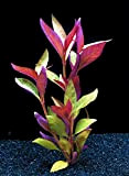 WFW wasserflora Burgunder-Rotes Papageienblatt/Alternanthera reineckii Purple
