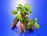 WFW wasserflora Goldene Speerblatt-Mangrovenwurzel mit Höhle/Mangrovenbaum mit Anubia Nana Gold