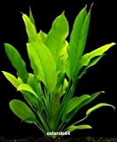 WFW wasserflora Große Amazonas-Schwertpflanze/Echinodorus bleheri, Aquariumpflanze, barschfest