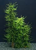 WFW wasserflora Moos Säule 20 cm/Green Moss Stack, Bambus-Stab mit Taxiphyllum barbieri (Javamoos) bewachsen