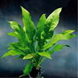 WFW wasserflora Schwarze Amazonas-Schwertpflanze/Echinodorus parviflorus - peruensis