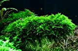 WFW wasserflora XL In-Vitro Christmas Moss/Vesicularia dubyana 'Christmas Moss'
