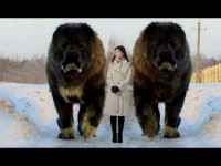 10 Abnormal Große Hunde - Die es wirklich gibt