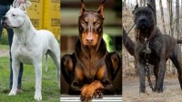 5 Gefährliche Hunde, deren Einfuhr nach Deutschland verboten ist!
