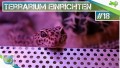 Terrarium für Leopardgeckos gestalten!