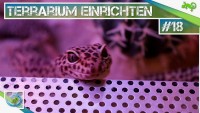 Terrarium für Leopardgeckos gestalten!