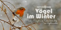 Vögel im Winter - Futterhäuschen und Meisenknödel