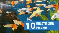 10 Aquarium Fische für Anfänger