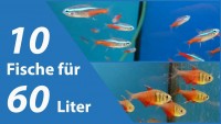 10 Fische für kleine Aquarien (60 Liter)
